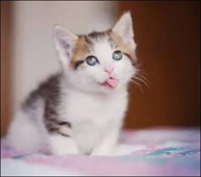 Il ne comprend pas l'autorité, c'est ...