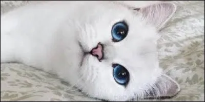 Son nom scientifique est Canis lupus familiaris, c'est ...