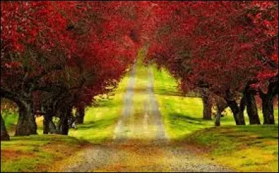 D'après un célèbre proverbe, où tous les chemins mènent-ils ?