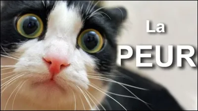 Parfois, certains ont peur la nuit. Comment dit-on "peur" en anglais ?