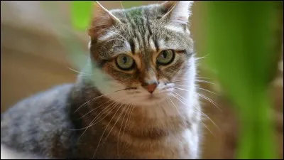 Qui a été vu par un chat d'Égyptien dans un film ?