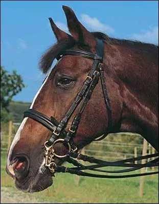 Quel est le premier nom commun? Attrapant la bte par le bride, je commencai a faire avancer cette dernire portant mon petit frre.