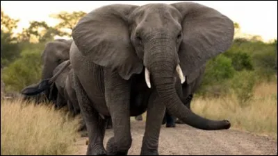 Le plus gros animal terrestre est l'éléphant d'Afrique.