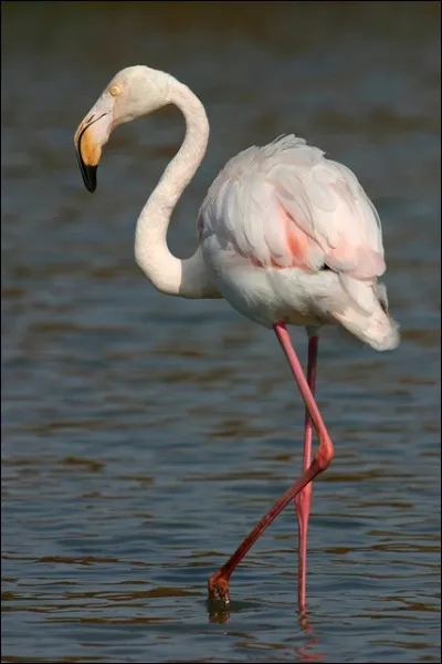 Le flamant rose est le plus gros oiseau.