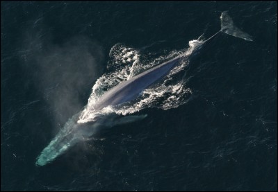 La baleine bleue est le plus gros animal sur Terre.