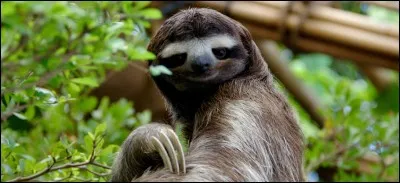 Le paresseux est un primate.