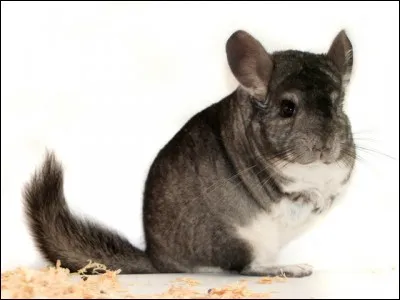 Cet animal est un rongeur.