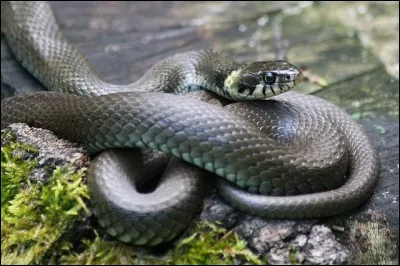Le plus long serpent est une espèce de couleuvre.