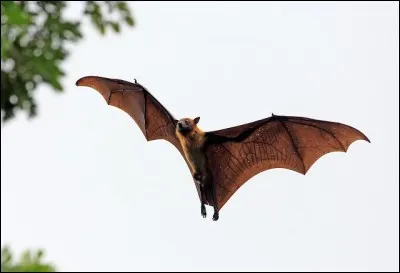 La chauve-souris est le seul mammifère volant.