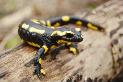 La salamandre est un reptile.