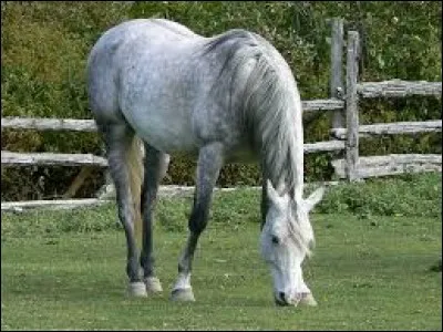 Le cheval est un mammifère :