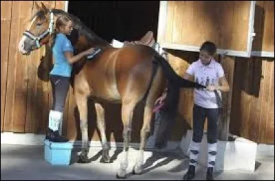 Comment appelle-t-on la toilette du cheval ?