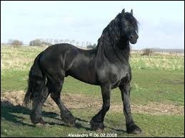 Quiz Chevaux