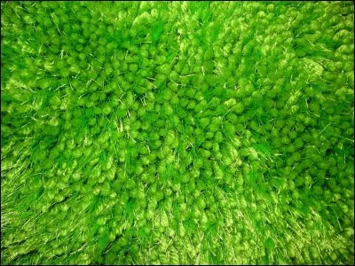 Comment dit-on "vert" en espagnol ?