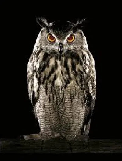 Regarde, un "hibou".