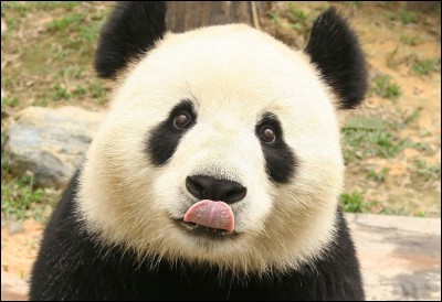 Quel poids fait un panda géant en moyenne ?