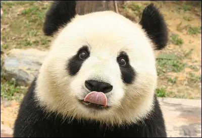 Quel poids fait un panda géant en moyenne ?
