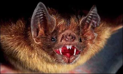 La chauve-souris est active...