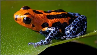 Cette grenouille est-elle venimeuse ?