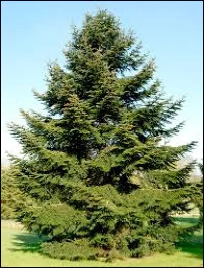 À quelle fête met-on un sapin ?