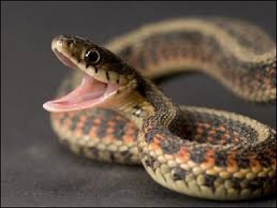 Que mange le serpent ?