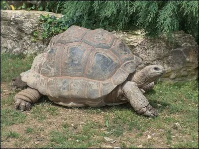 Combien de temps environ vit une tortue ?