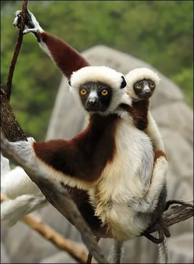 Où les Sifakas vivent-ils ?