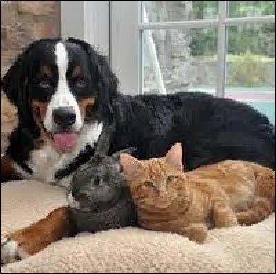 Le sacré de Birmanie est une race de...