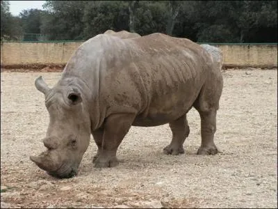 Quel est cet animal ?