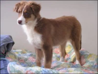 Quel est cet animal ?