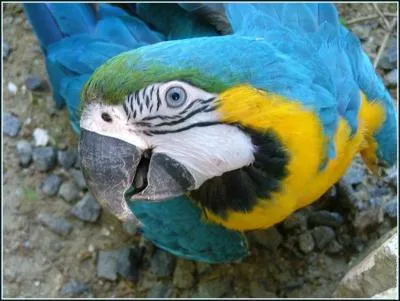 Quel est cet animal ?