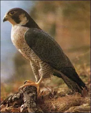 Quel est cet animal ?