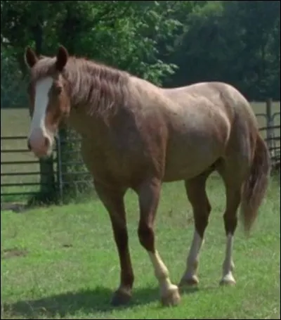 Quand tu te rends compte que des morts-vivants attaquent les vivants, quel objet prends-tu avant de t'enfuir ?