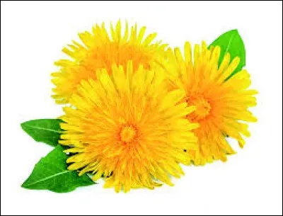 Quel est l'autre nom du pissenlit ?