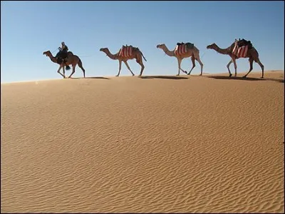 L'Australie exporte des dromadaires en Arabie saoudite.