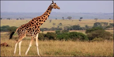 La girafe ne peut pas bâiller.