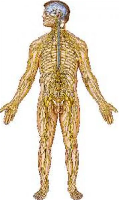 En anatomie humaine, où trouve-t-on le nerf vague ?