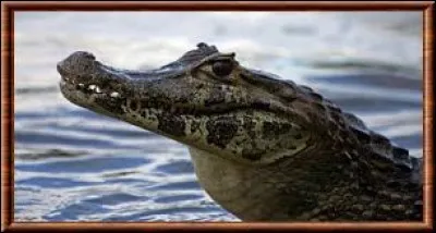 Quel animal est-ce ?