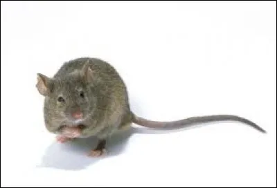 Quel animal est-ce ?