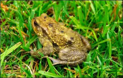 Quel animal est-ce ?