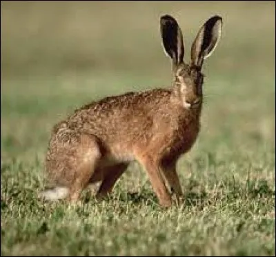 Quel animal est-ce ?