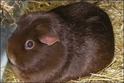 Quel animal est-ce ?