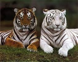 Quiz Animaux