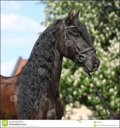 Quelle est la race de ce vrai cheval ?