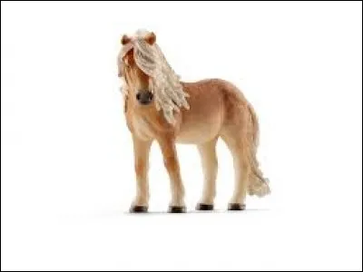 Quelle est la race de cette jument ?