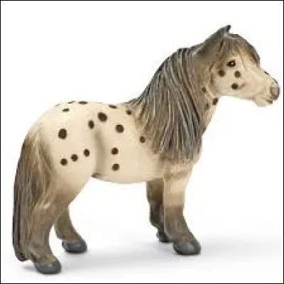 Quelle est la race de ce poney trop chou ?
