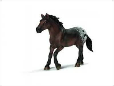 Quel est ce cheval ?