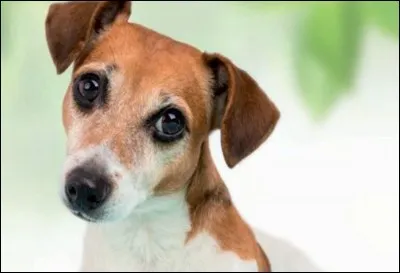 Quel est le pourcentage en eau dans le corps d'un chien ?