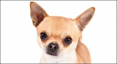 De quel pays est originaire le Chihuahua ?