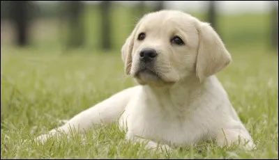 Quelle est la race des chiens d'aveugles ?